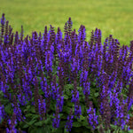 Salvia nemorosa Bumbleblue PP30084 Bumbleblue Meadow Sage