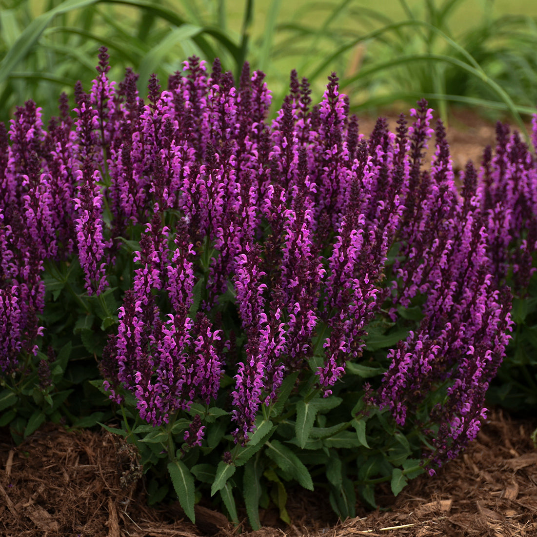 Salvia nemorosa Bumbleberry PPAF Bumbleberry Meadow Sage