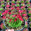 Saxifraga x Touran Scarlet Rocklet PP19000, CPBRAF Touran Scarlet Saxifrage