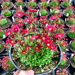 Saxifraga x Touran Scarlet Rocklet PP19000, CPBRAF Touran Scarlet Saxifrage