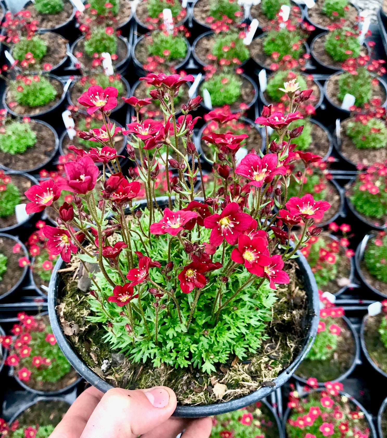 Saxifraga x Touran Scarlet Rocklet PP19000, CPBRAF Touran Scarlet Saxifrage