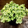 Sedum x Lime Twister PP24632 Stonecrop