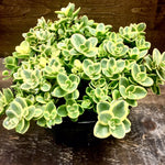 Sedum x Lime Twister PP24632 Stonecrop