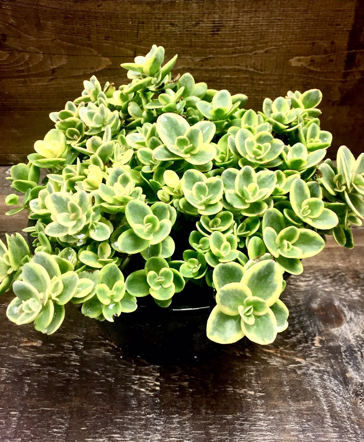 Sedum x Lime Twister PP24632 Stonecrop