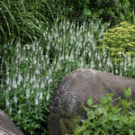 Veronica x White Wands PP27632, CPBRAF Spike Speedwell