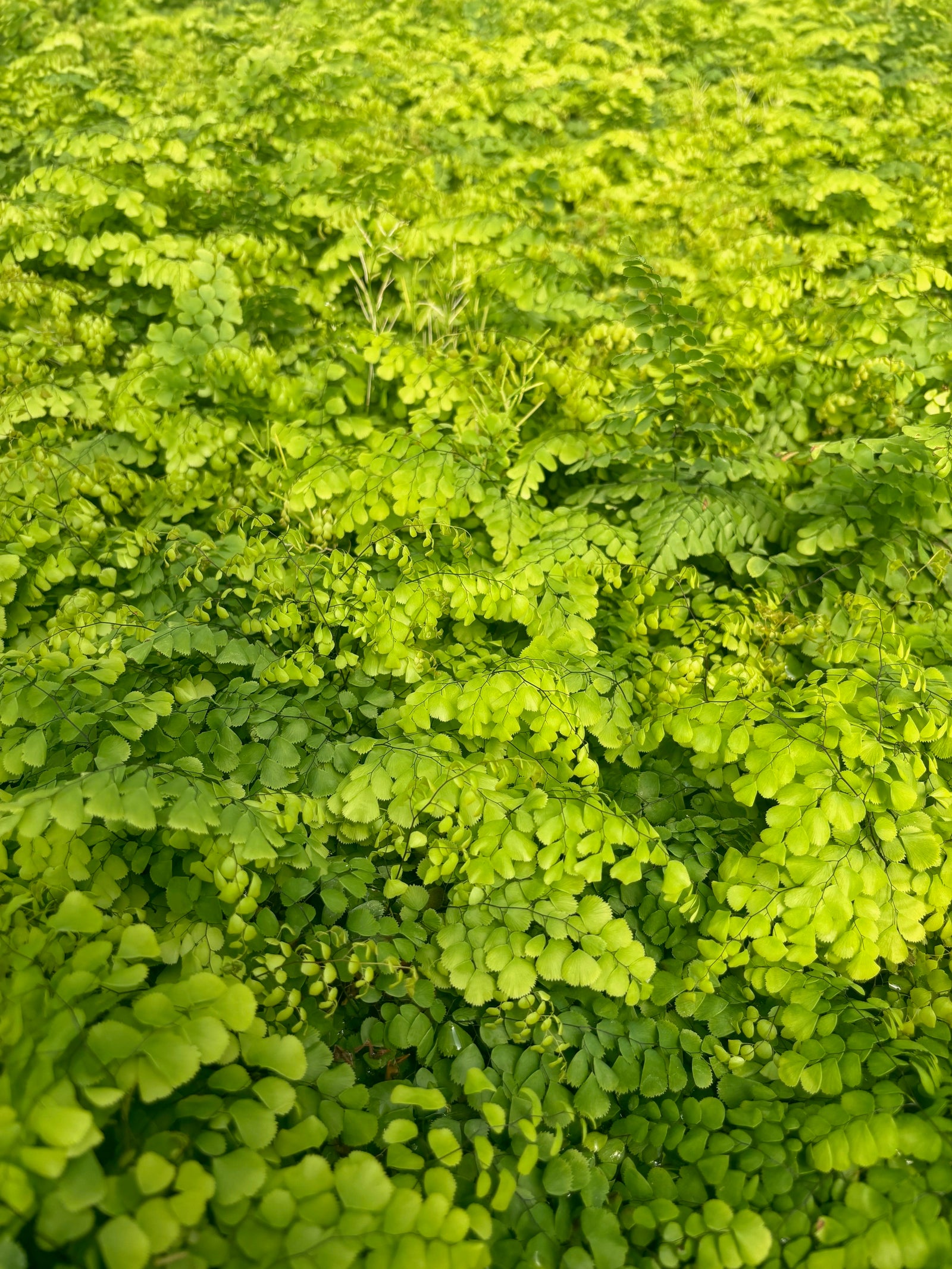 Adiantum venustum Himalayan Maidenhair Fern