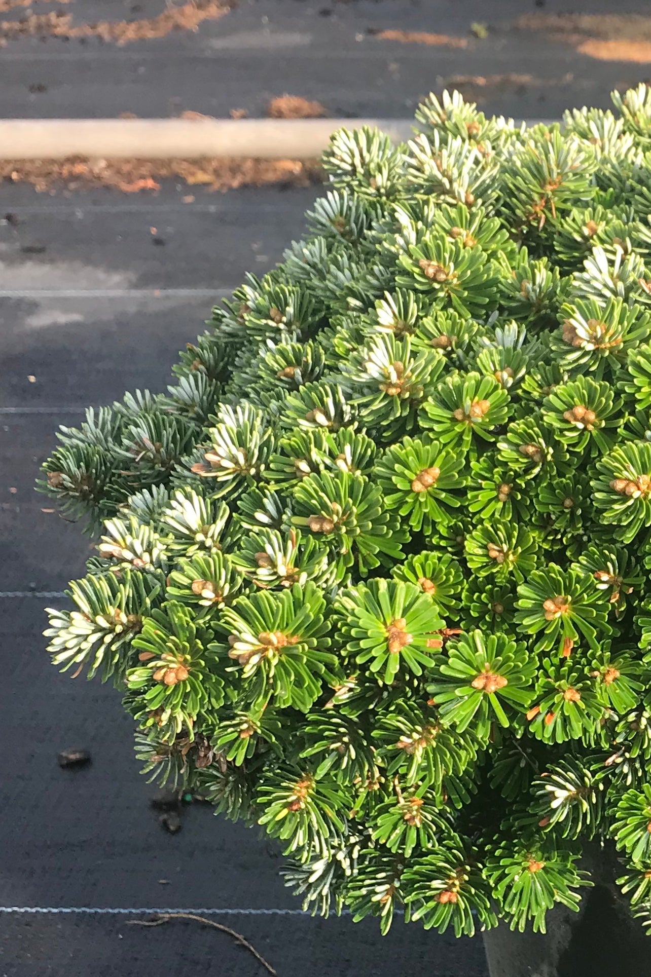 Abies koreana Wellenseind Dwarf Korean Fir