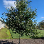 Nyssa sylvatica Northern Splendor Northern Splendor Black Gum