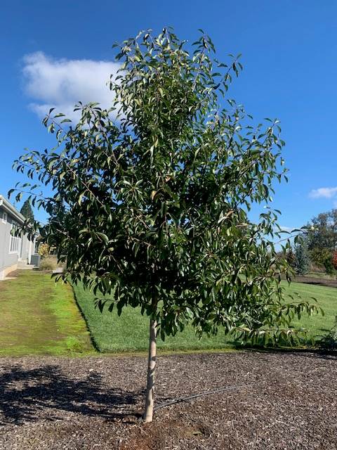 Nyssa sylvatica Northern Splendor Northern Splendor Black Gum