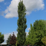 Populus tremuloides Mountain Sentinel JFS Column Mountain Sentinel Poplar