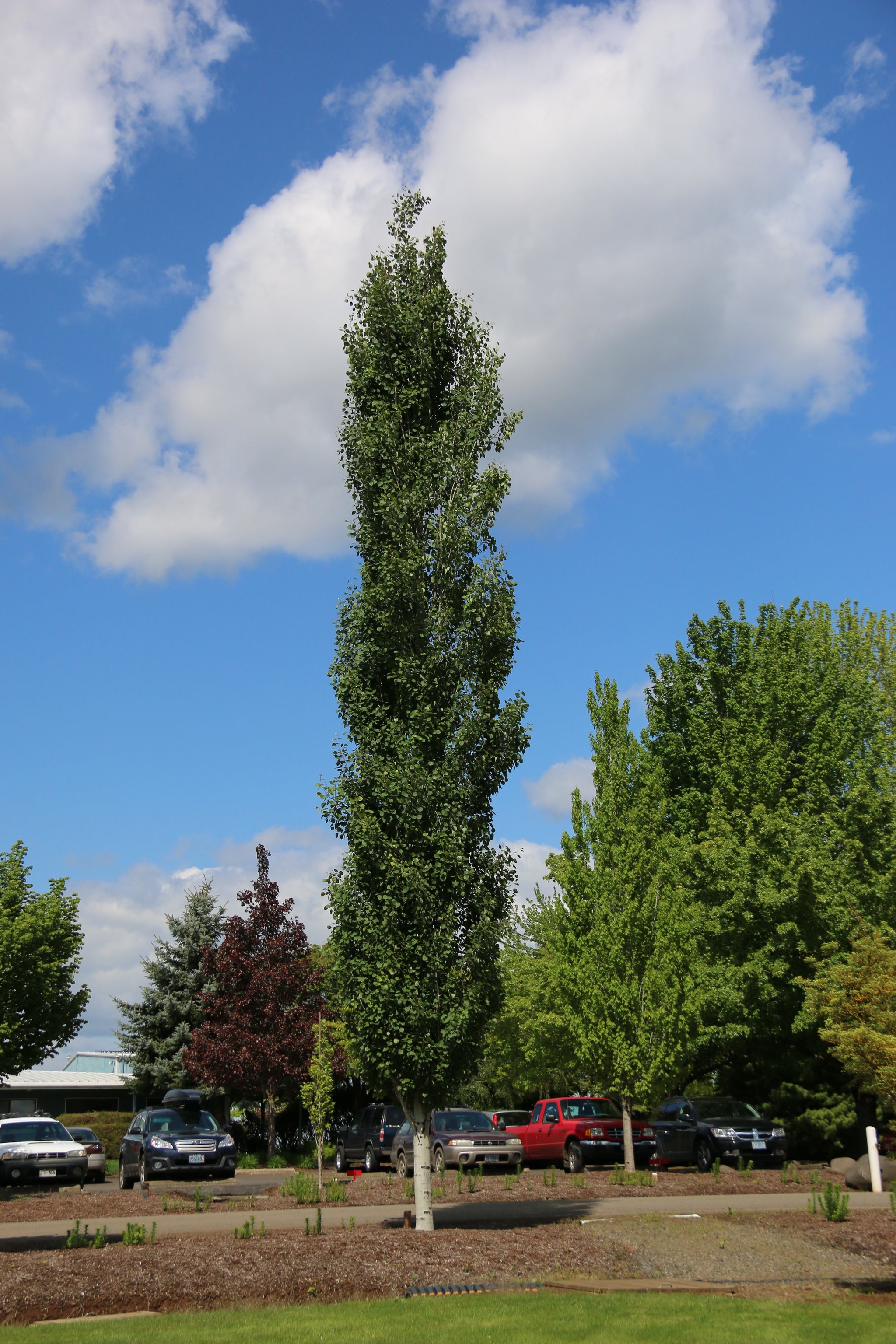 Populus tremuloides Mountain Sentinel JFS Column Mountain Sentinel Poplar