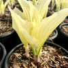 Hosta Zebra Stripes Plantain Lily