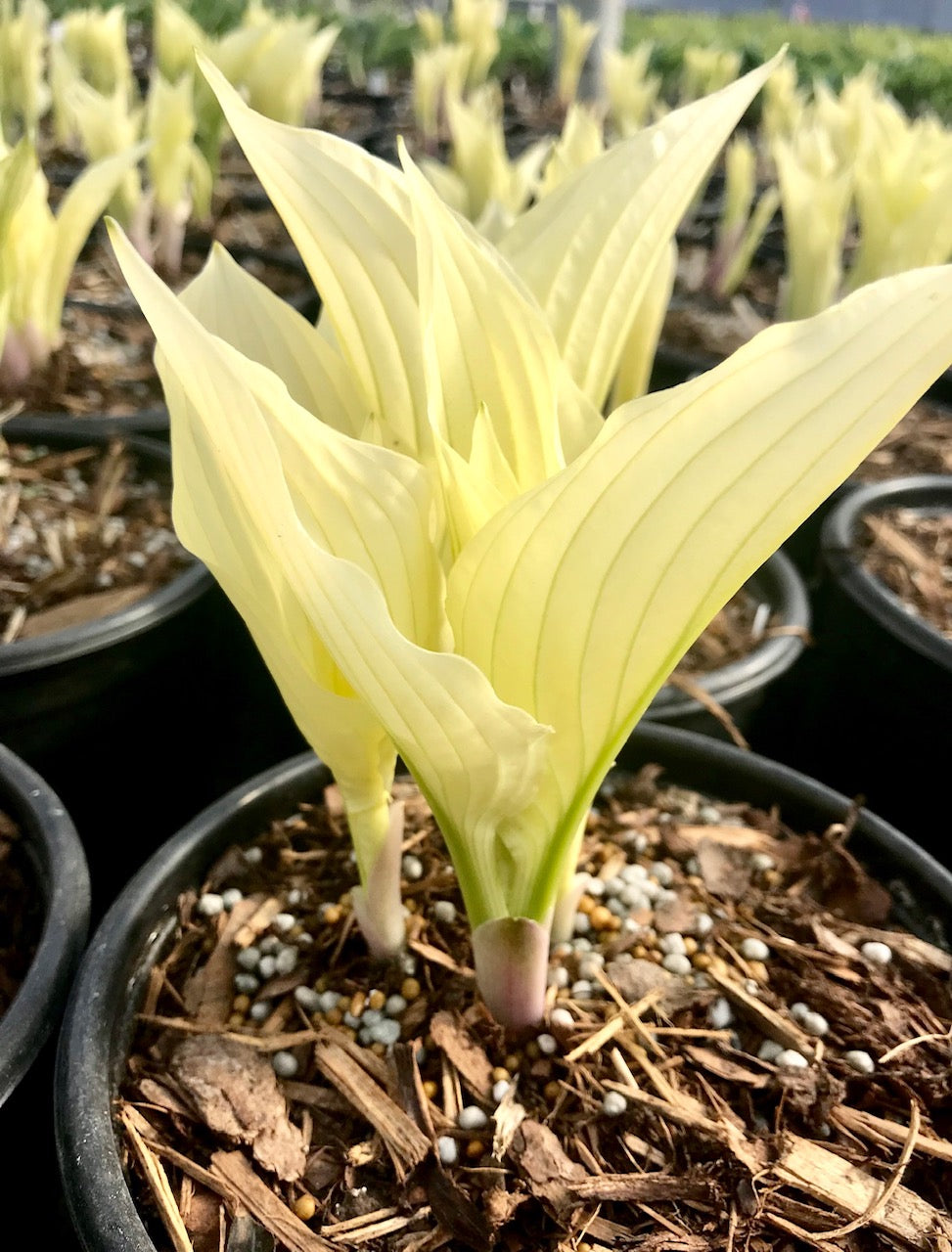 Hosta Zebra Stripes Plantain Lily