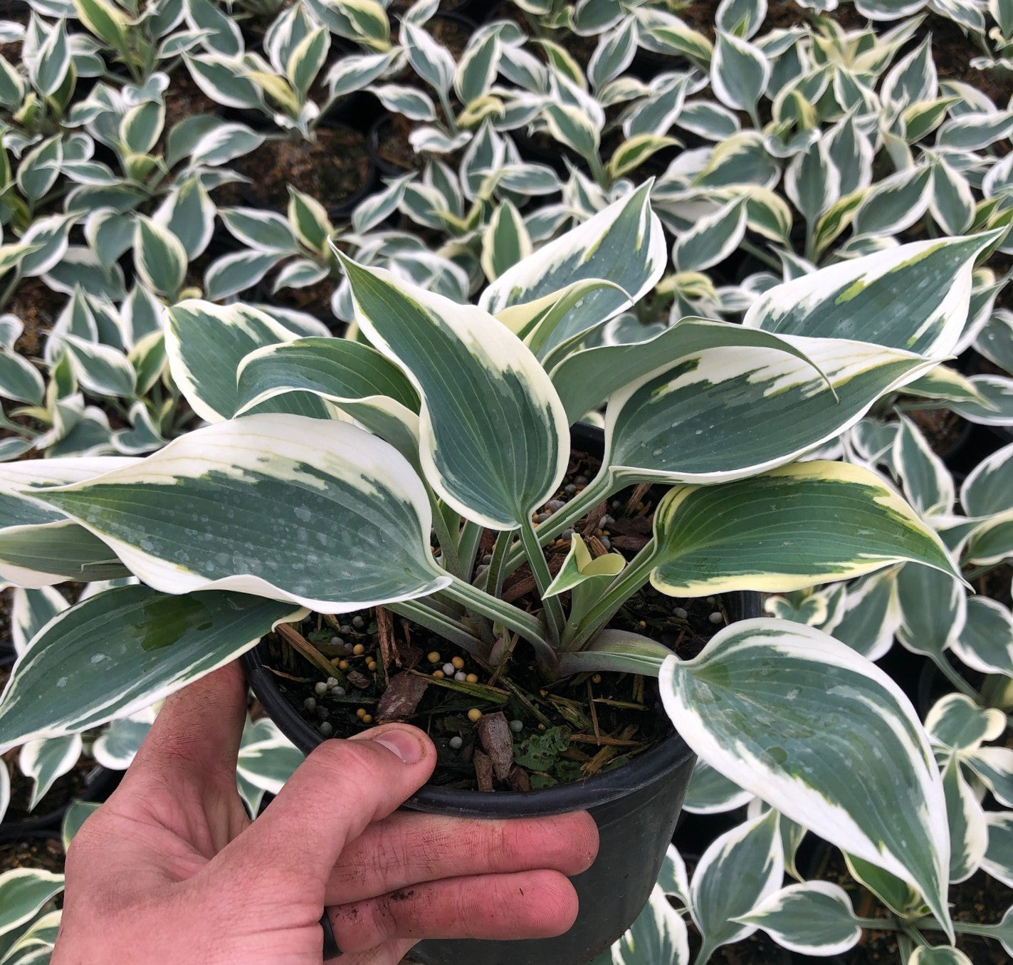 Hosta Great Escape Plantain Lily