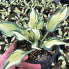 Hosta Teacher's Pride Teacher's Pride Plantain Lily