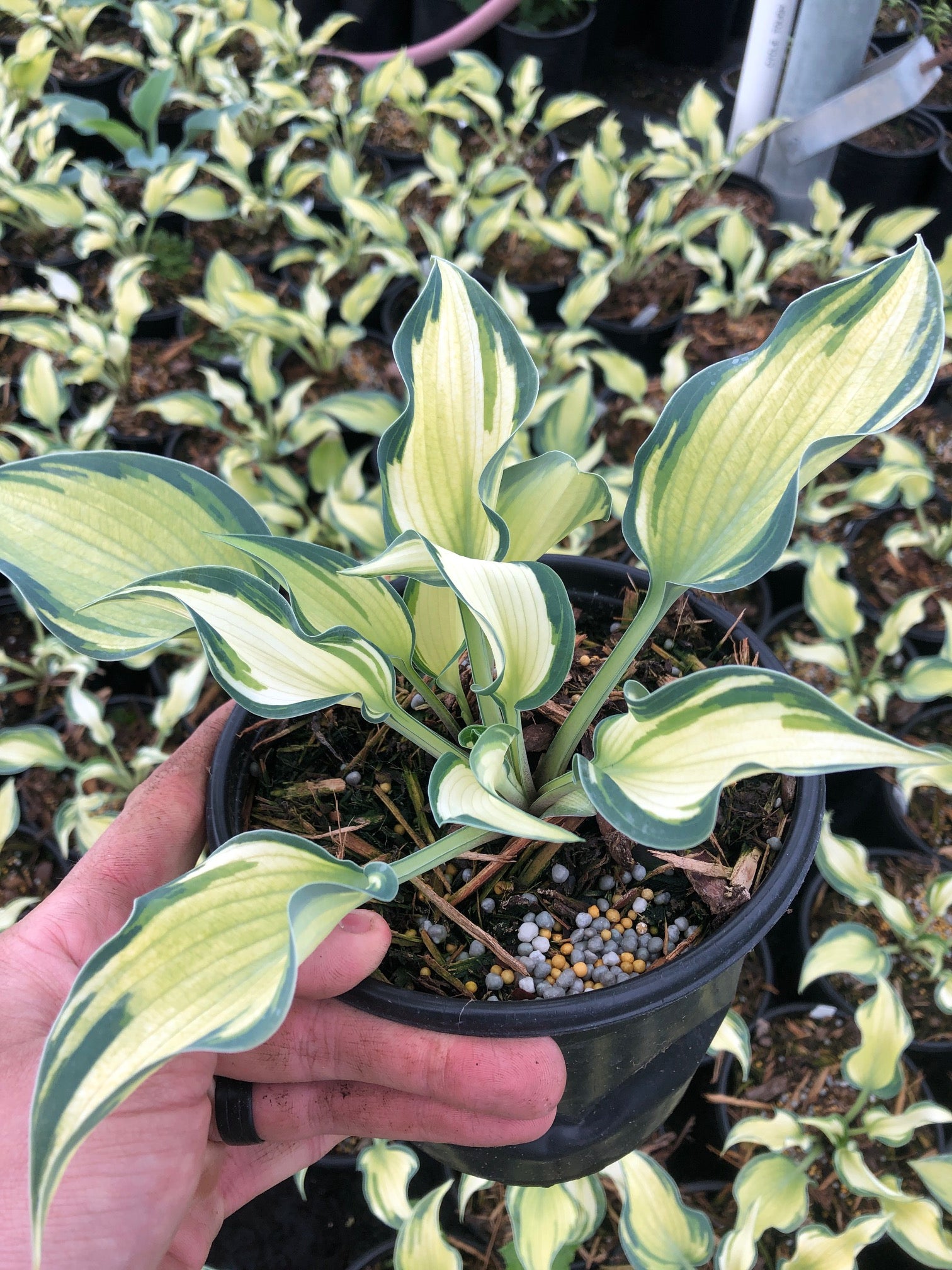 Hosta Teacher's Pride Teacher's Pride Plantain Lily