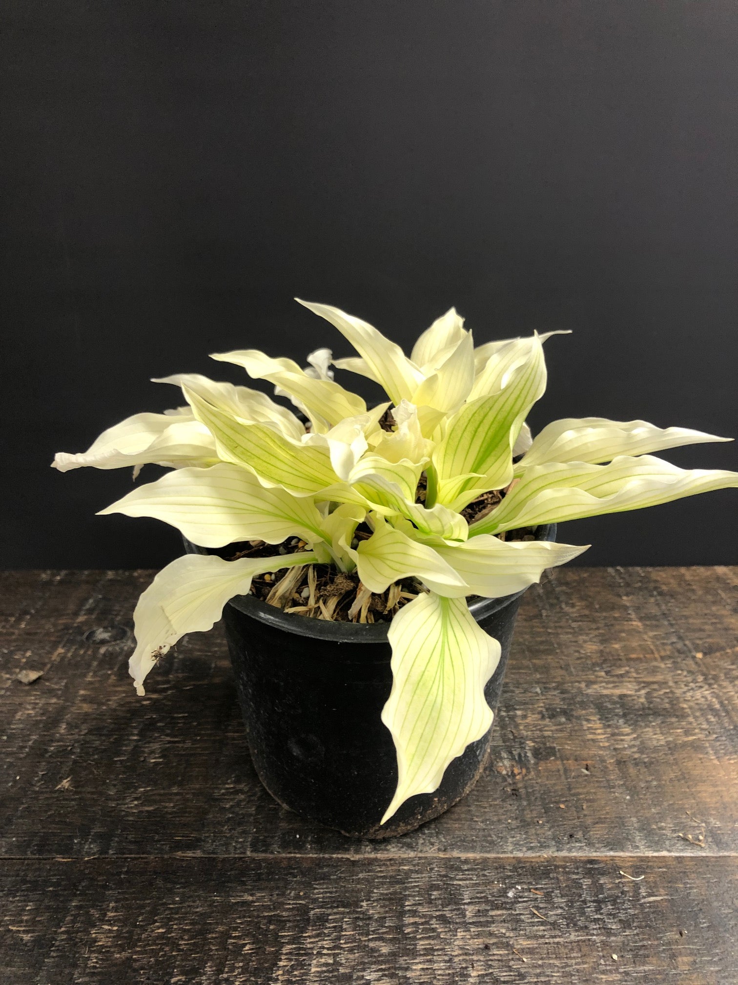 Hosta White Feather Plantain Lily