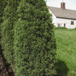 Juniperus virginiana Taylor Taylor Eastern Red Cedar