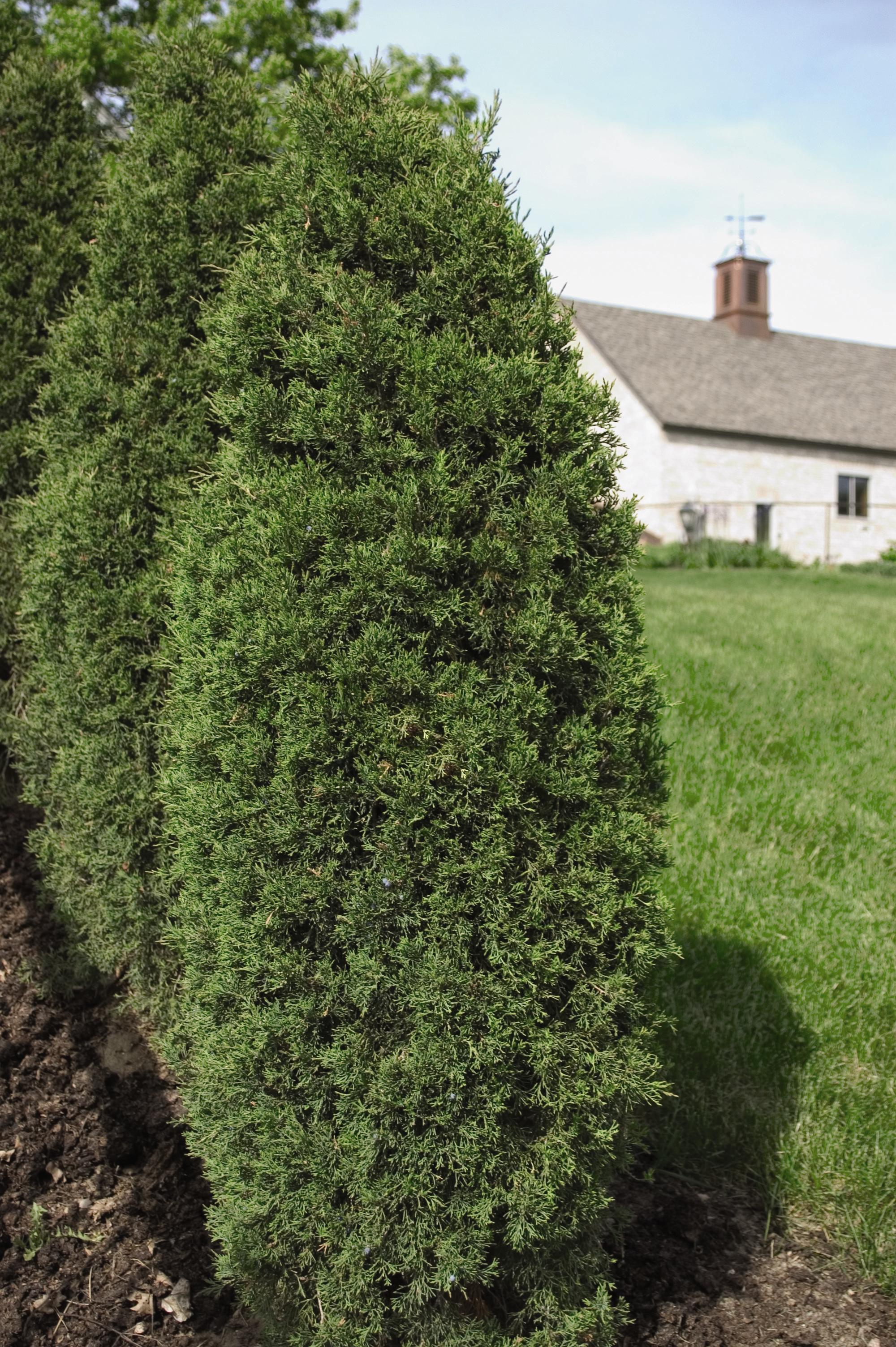 Juniperus virginiana Taylor Taylor Eastern Red Cedar