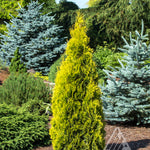 Thuja occidentalis Jantar PP22296 Amber Gold Cedar