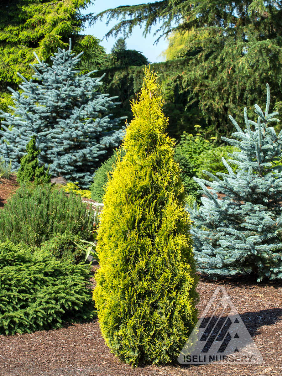 Thuja occidentalis Jantar PP22296 Amber Gold Cedar