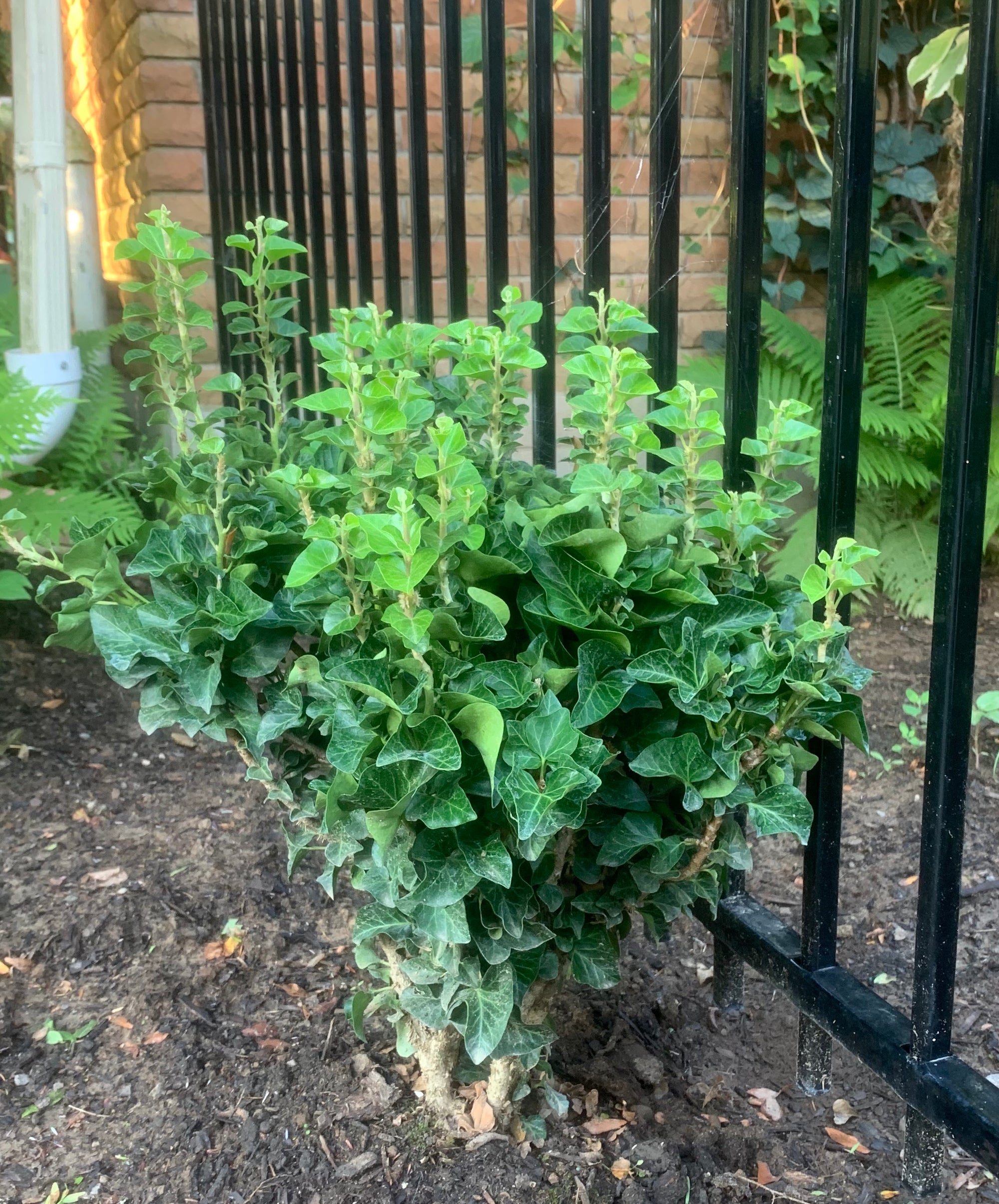 Hedera helix var. congesta Little Fantasy Little Fantasy English Ivy