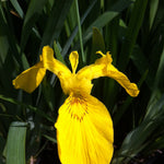 Iris pseudacorus Yellow Flag Iris