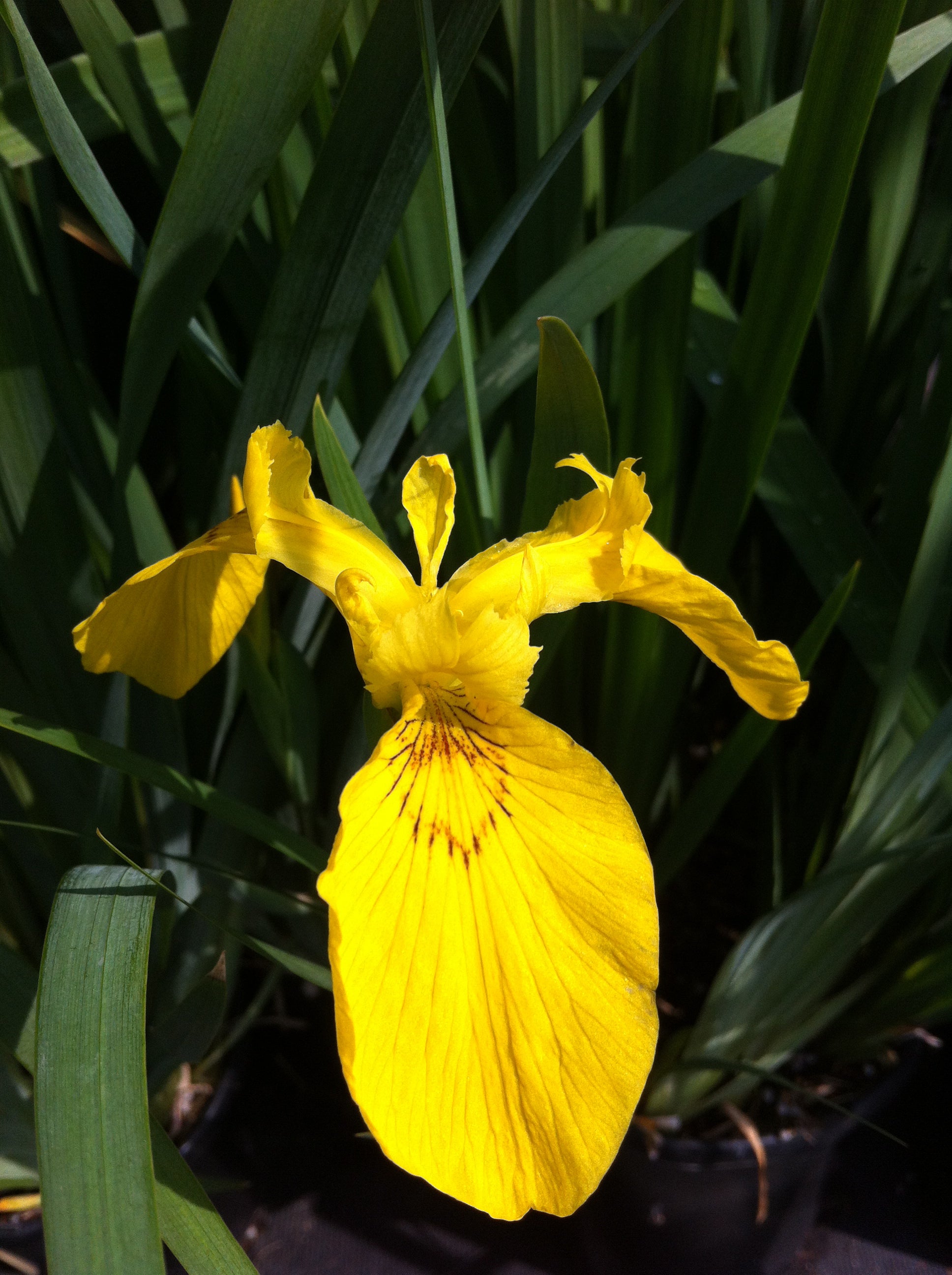 Iris pseudacorus Yellow Flag Iris