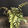 Athyrium niponicum pictum Pearly White Japanese Painted Fern