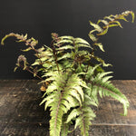 Athyrium niponicum pictum Pearly White Japanese Painted Fern