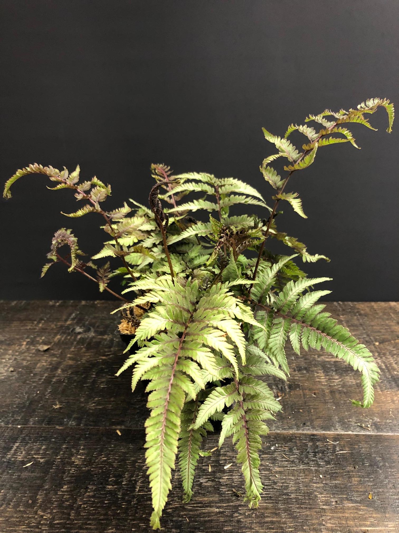 Athyrium niponicum pictum Pearly White Japanese Painted Fern