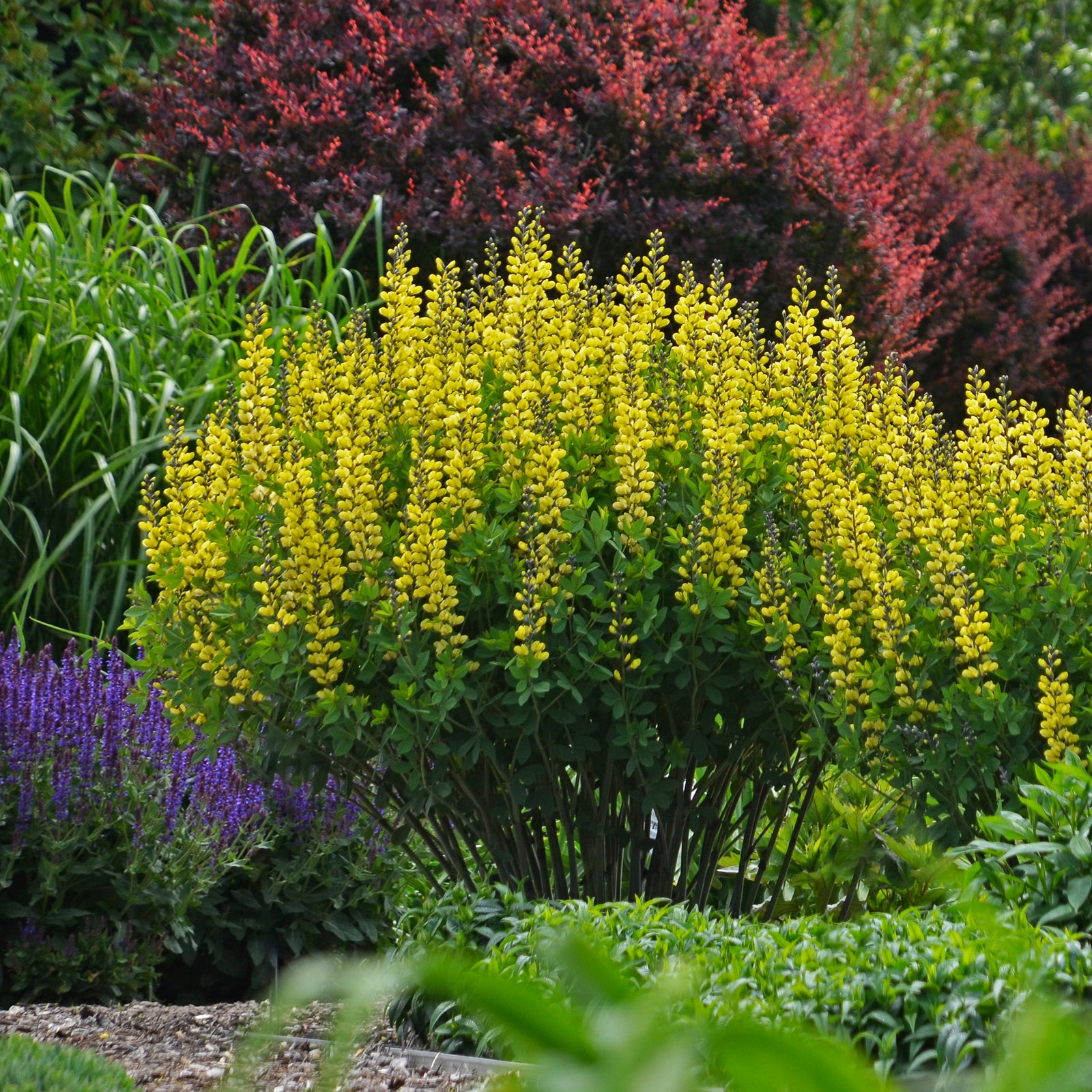 Baptisia x Lemon Meringue PP24280, CPBR5097 False Indigo