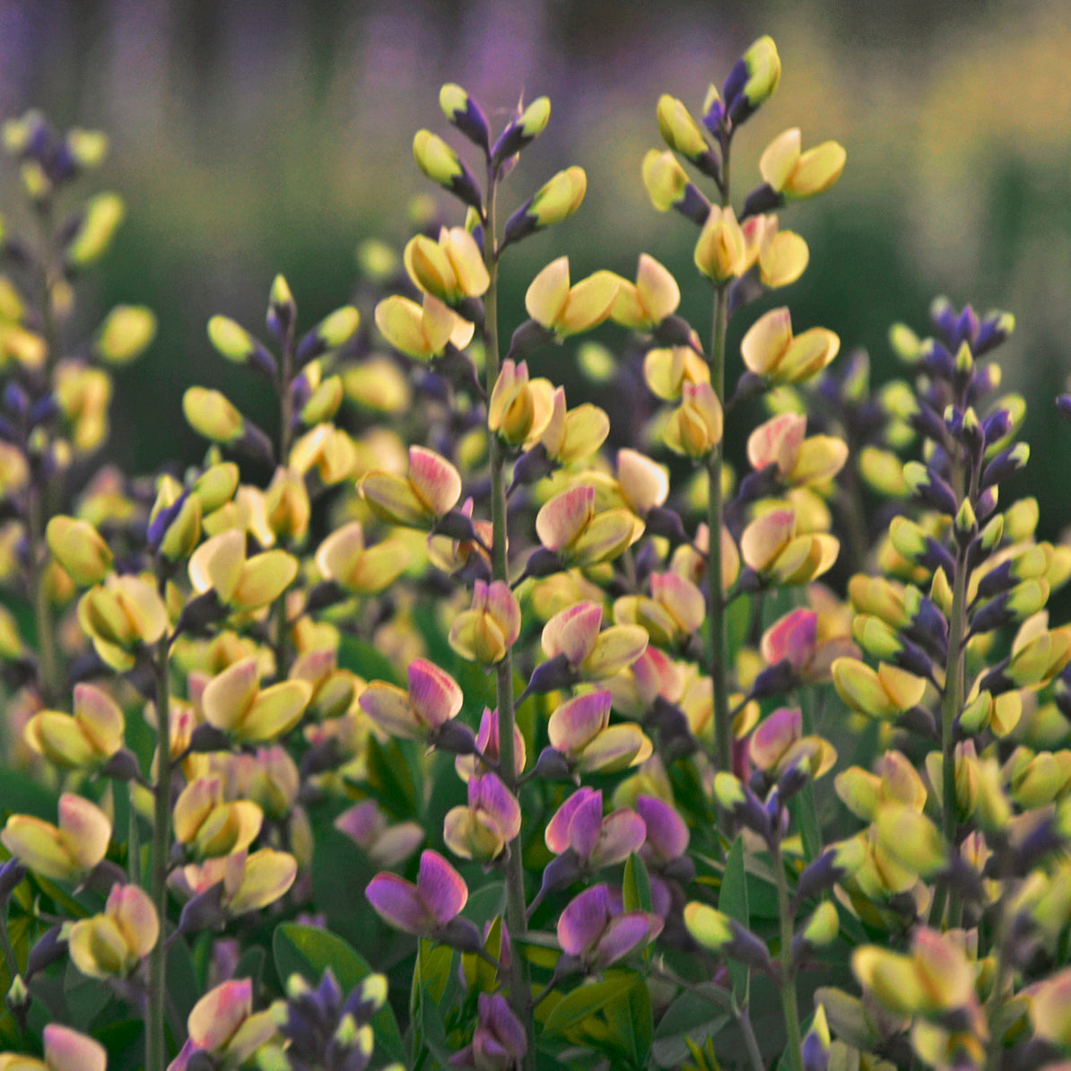 Baptisia x Pink Lemonade PP30669, CPBRAF False Indigo