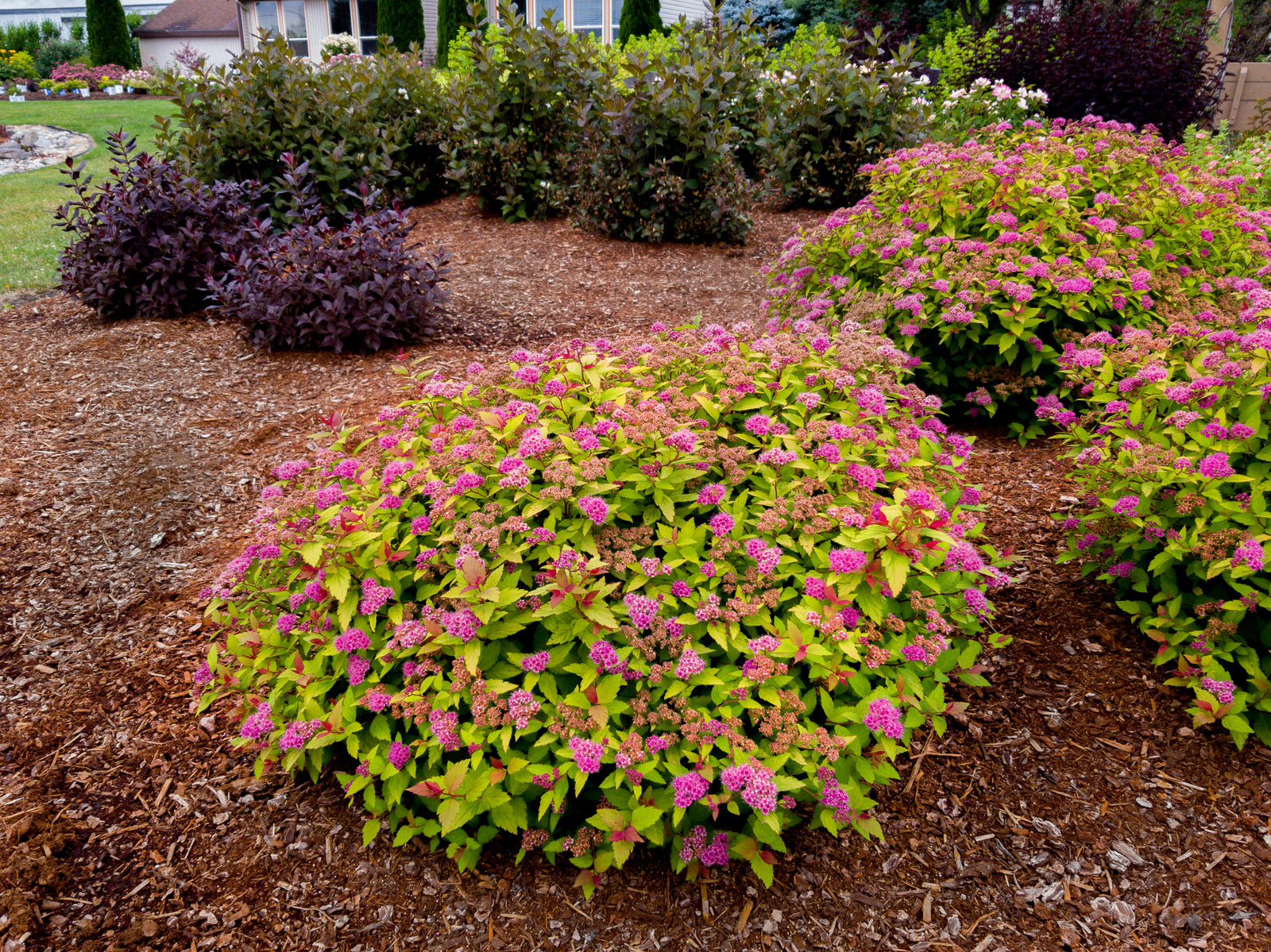 Spiraea japonica Rainbow Fizz Matgold PP28876, CPBR5634 Rainbow Fizz Spirea