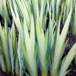 Iris pseudacorus Variegata Variegated Yellow Flag Iris