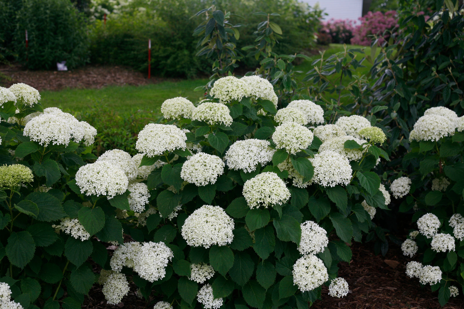 Hydrangea arborescens Invincibelle Limetta NCHA8 PP30431, CPBRAF Invincibelle Limetta Hydrangea