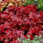 Heuchera x FOREVER Red TNHEUFR PP29644  FOREVER Red Coral Bells