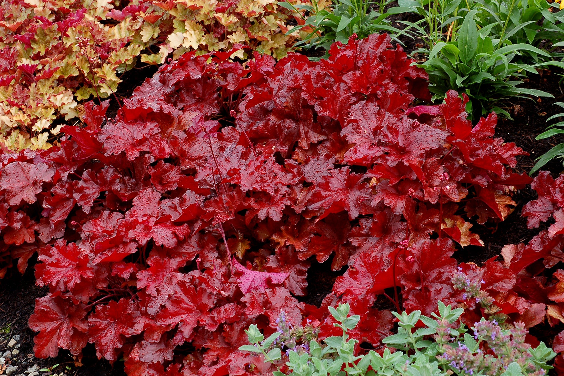 Heuchera x FOREVER Red TNHEUFR PP29644  FOREVER Red Coral Bells