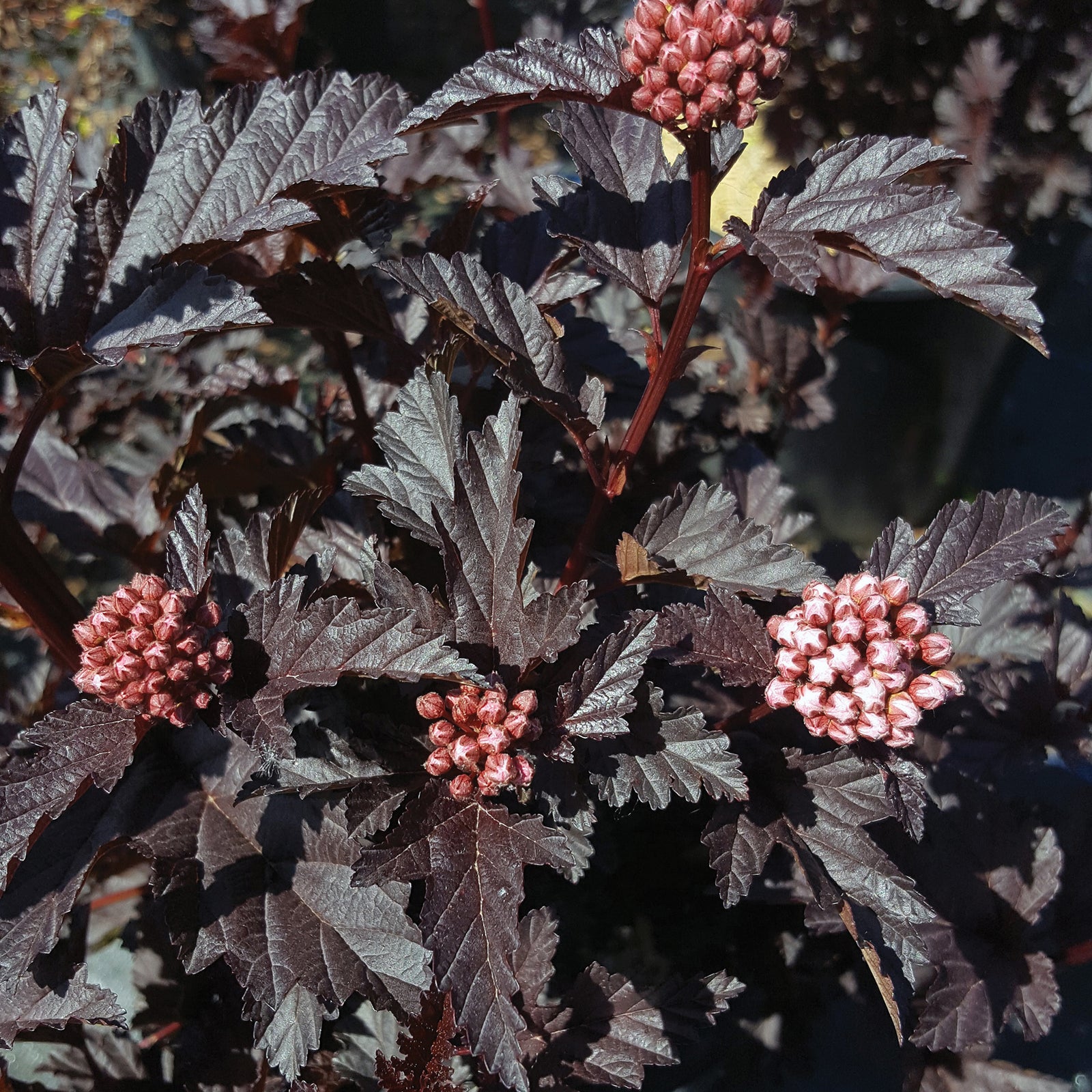 Physocarpus opulifolius Panther N5 PP30820, CPBRAF Panther Ninebark