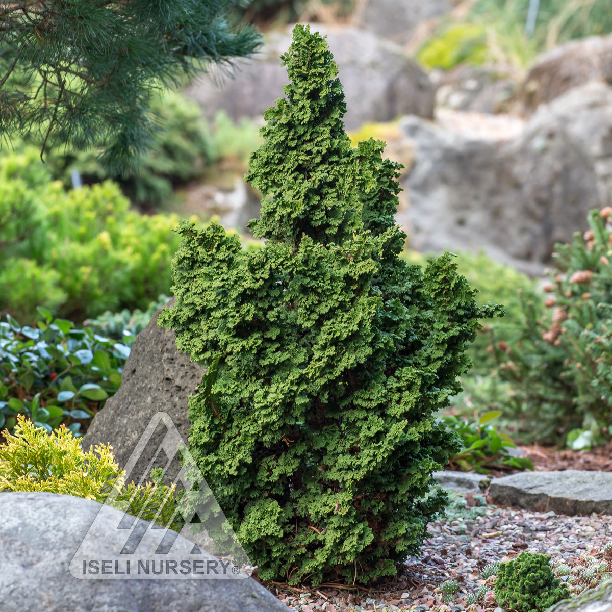 Thuja occidentalis Primo ISlPrim Primo Cedar