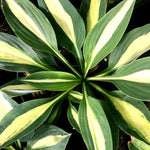 Hosta Risky Business Plantain Lily