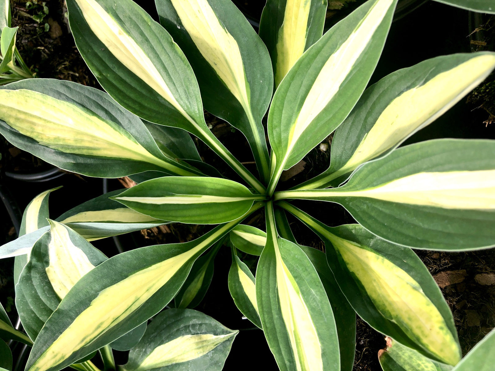 Hosta Risky Business Plantain Lily