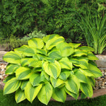 Hosta Velvet Moon Plantain Lily