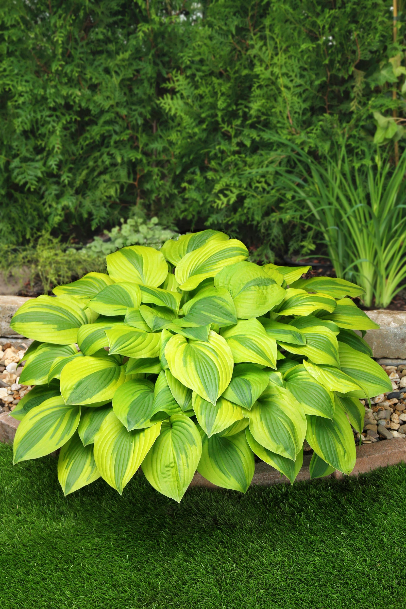 Hosta Velvet Moon Plantain Lily