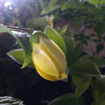 Kirengeshoma palmata Yellow Wax Bells