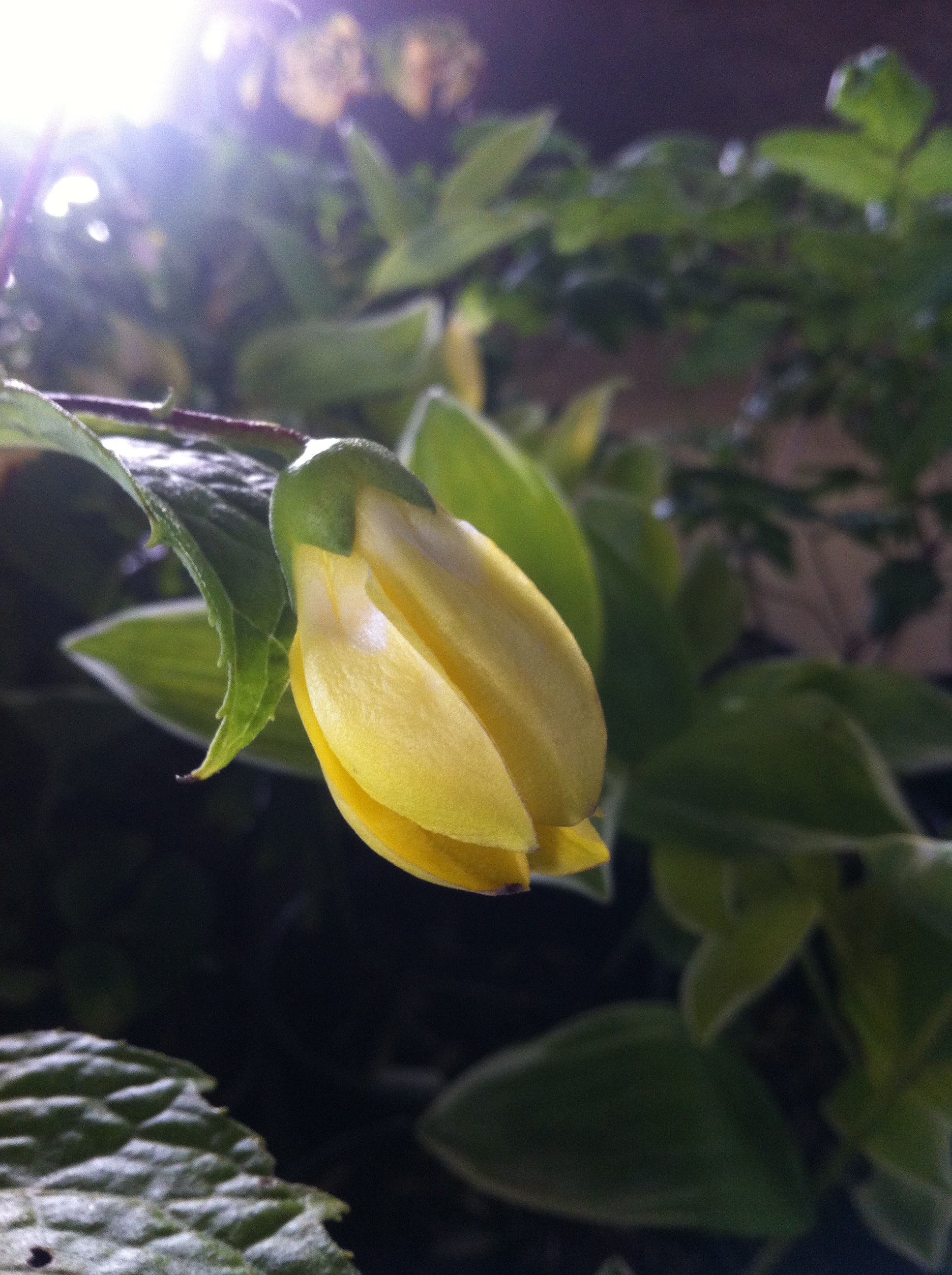 Kirengeshoma palmata Yellow Wax Bells