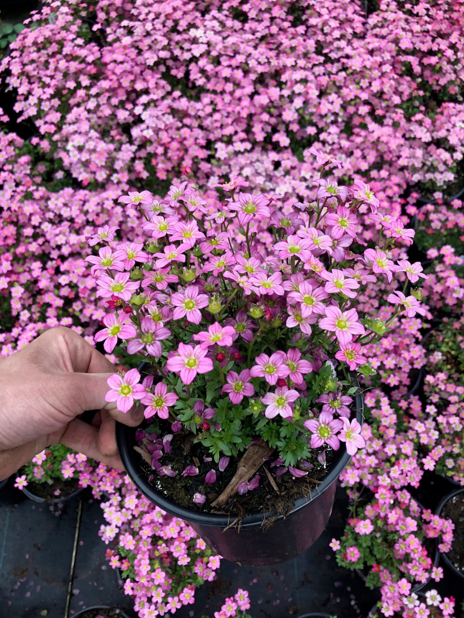 Saxifraga x Touran Pink Touran Pink Saxifrage