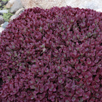 Sedum x Firecracker PP26595 Stonecrop