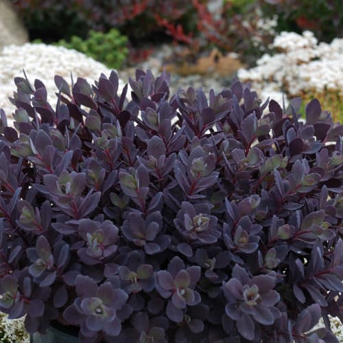 Sedum x Plum Dazzled PP30348 Stonecrop