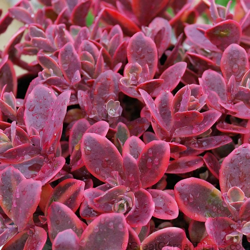 Sedum x Wildfire PP28621 Stonecrop